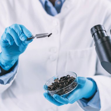  petri kabında yanmış ahşap analiz arkeoloji bilim adamı.