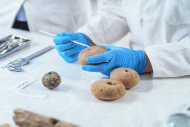 Arkeolog antik eserler, tezgah ağırlığı veya balıkçılık net ağırlık analiz. 