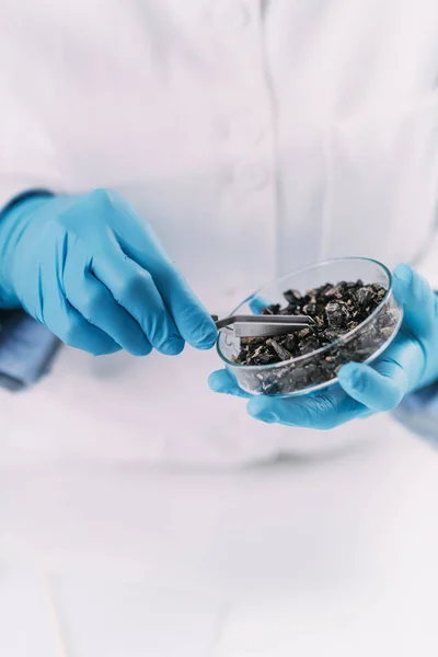 Arqueólogo Analizando Madera Carbonizada Placas Petri —  Fotos de Stock