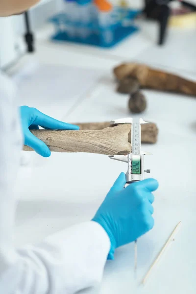 Pesquisador Arqueologia Antler Medição Laboratório Com Paquímetro Digital — Fotografia de Stock