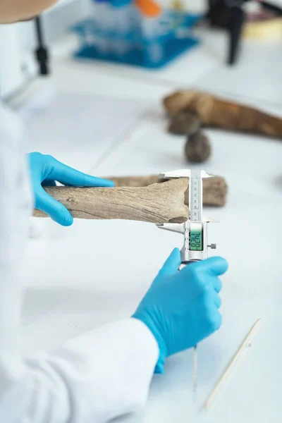 Archeologie Onderzoeker Laboratorium Meten Gewei Met Digitale Remklauw — Stockfoto