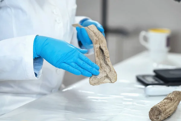 Investigador Arqueología Laboratorio Demuestra Cómo Astas Utilizó Como Herramienta Prehistoria —  Fotos de Stock