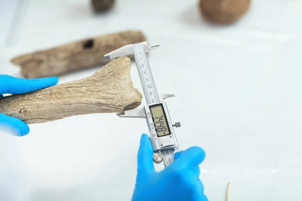 Arkeologisk Forsker Laboratoriemåling Gevir Med Digitalt Kaliber – stockfoto