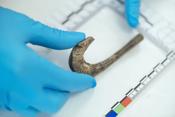 Joven Arqueólogo Midiendo Gancho Antiguo Con Borde Recto Laboratorio Arqueología —  Fotos de Stock