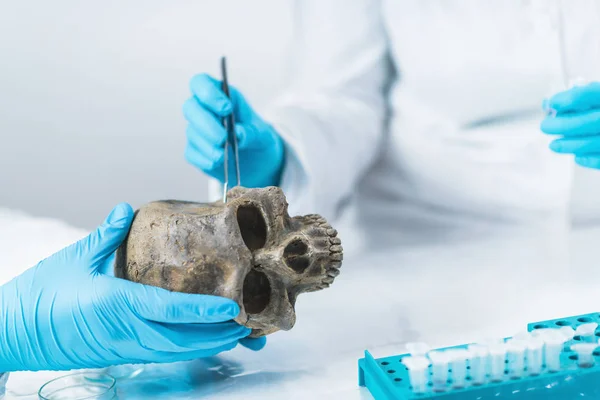 Bioarchéologie Archéologue Analysant Crâne Humain Dans Laboratoire Archéologie Adn — Photo