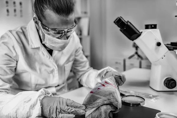 Scienze Forensi Laboratorio Analista Forense Esaminando Panno Con Tracce Sangue — Foto Stock