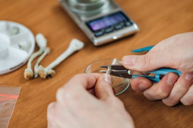 Sihirli Mantar Mikro Dozu Alternatif Terapi. Sihirli mantarları kesip günlük dozlar alıyorum.