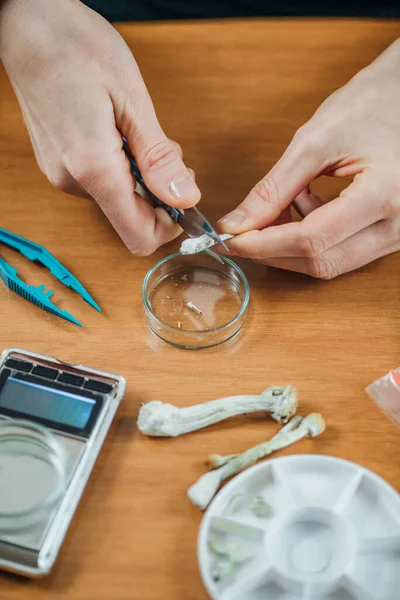 Cogumelo Mágico Micro Dosagem Terapia Alternativa Cortar Cogumelos Mágicos Fazer — Fotografia de Stock