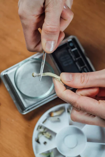 Magic Mushroom Micro Dosing Alternative Therapie Zauberpilze Schneiden Und Tägliche — Stockfoto