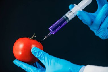Genetik olarak tasarlanmış gıda konsepti. Domates ve siyah arkaplana kimyasallar enjekte ediliyor.