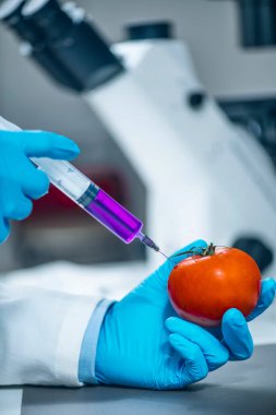 Genetik olarak değiştirilmiş gıdalar. Laboratuvardaki bilim adamları analiz için kırmızı domatese kimyasal enjekte ediyorlar.