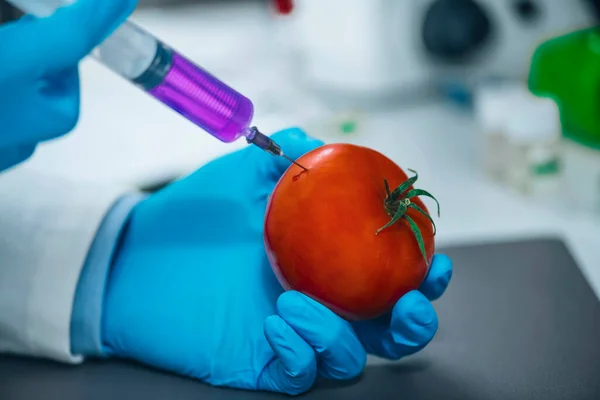 Alimentos Modificados Genéticamente Científico Laboratorio Inyectando Productos Químicos Tomate Rojo — Foto de Stock