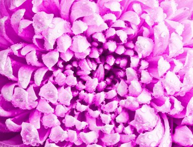 Dewdrops yakın çekim büyük pembe krizantem yaprakları Üstten Görünüm.