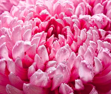 Dewdrops yakın çekim büyük pembe krizantem yaprakları.