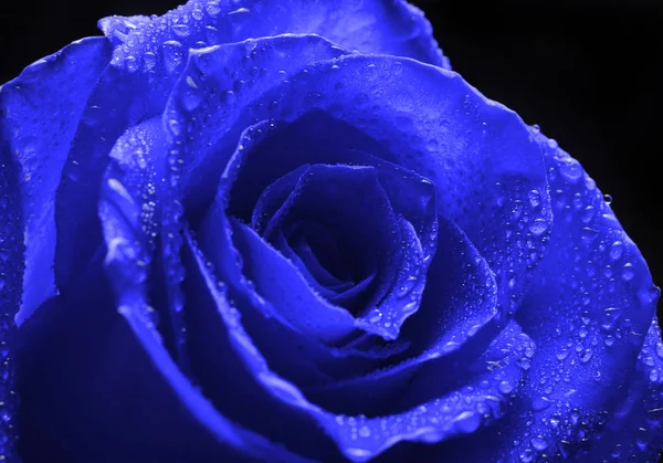 Бутон Розовой Голландской Розы Изолирован Черном Фоне — стоковое фото