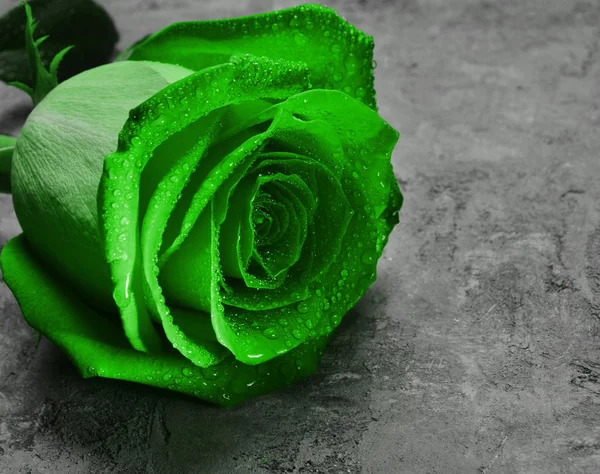Eine Rosa Rose Den Wassertropfen Aus Nächster Nähe Auf Einer — Stockfoto