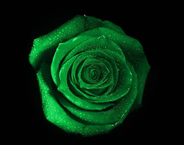 Bourgeon Une Rose Hollandaise Isolé Sur Fond Noir — Photo