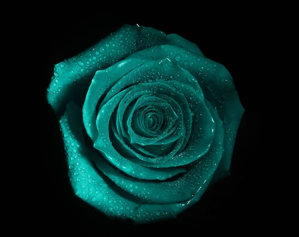 Eine Knospe Einer Rosa Holländischen Rose Isoliert Auf Schwarzem Hintergrund — Stockfoto
