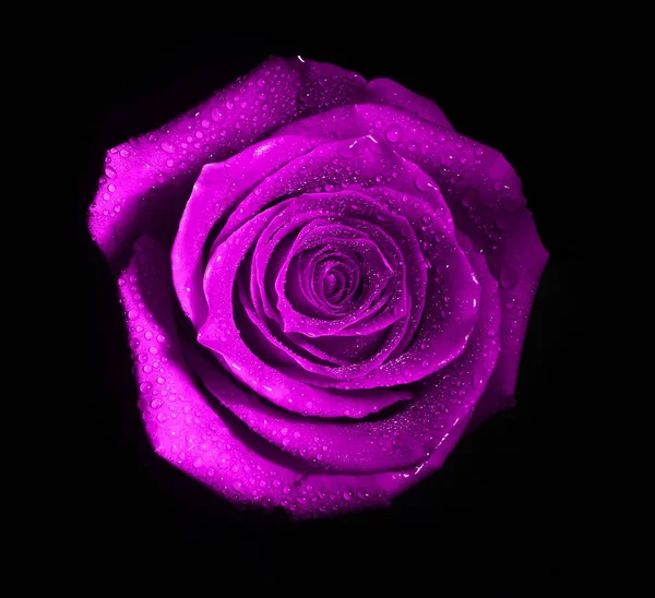 在黑色背景上被孤立的粉红色荷兰玫瑰花蕾 — 图库照片