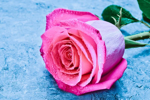 Uma Rosa Rosa Nas Gotas Água Close Uma Superfície Concreto — Fotografia de Stock