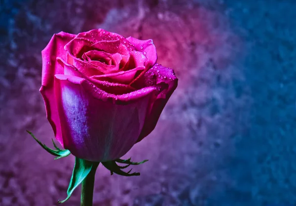 粉红色的玫瑰芽在露水滴在一个暗背景的混凝土墙上 浪漫的夜晚 神秘的红光 — 图库照片