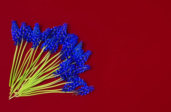 Blå Blommor Muscari Röd Yta Våren — Stockfoto