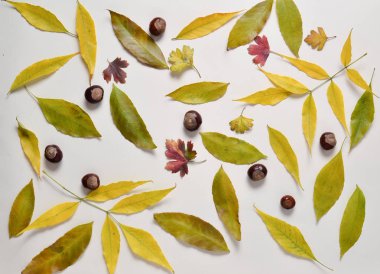 Sarı ve kırmızı düşen yapraklar, kestane renkli kağıt arka plan üzerinde. Sonbahar kompozisyon. Üstten görünüm.