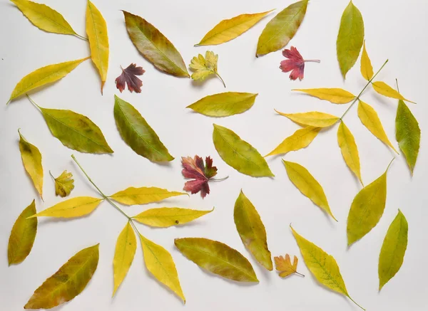 Pastel bir arka plan üzerinde birçok düşen yapraklar sonbaharda bileşimi. Üstten görünüm.