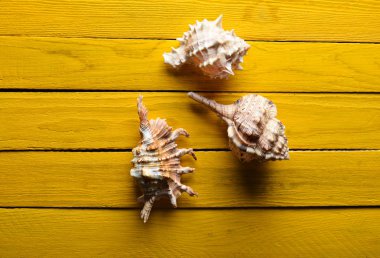 Kabukları sarı ahşap arka plan üzerinde bir tür. Top Vie