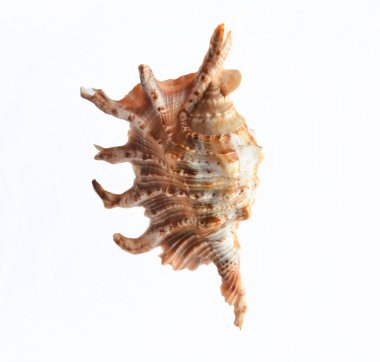 Beyaz arkaplanda deniz kabuğu izole