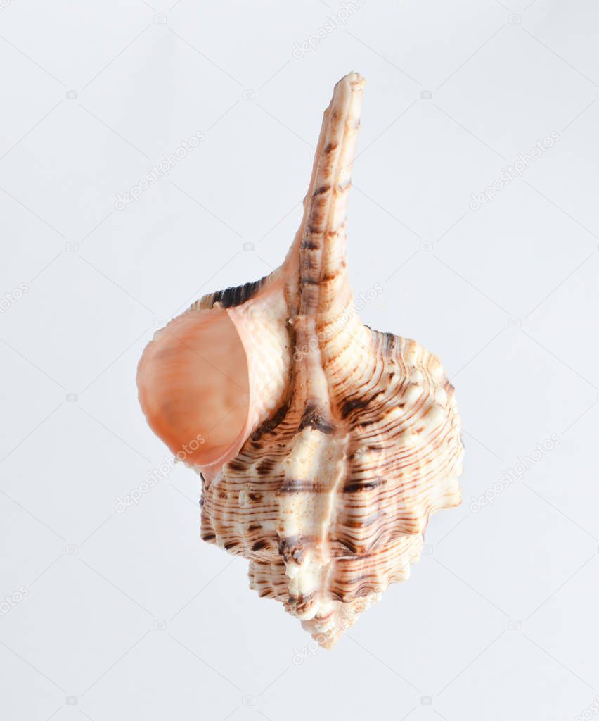 Spiral seashell on a white backgroun