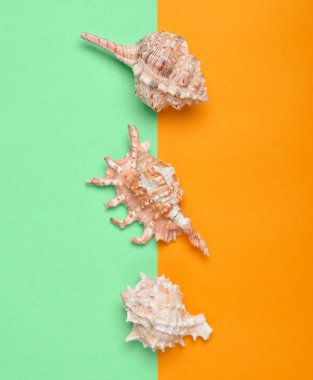 Mavi turuncu zemin üzerine kabukları varyasyonları. Üstten görünüm. Yaz plaj Concep