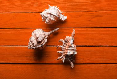 Kabukları bir turuncu ahşap arka plan üzerinde bir tür. Top Vie