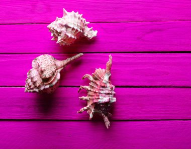 Kabukları mor ahşap arka plan üzerinde bir tür. Top Vie