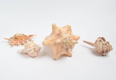 Beyaz bir adam üzerinde birçok deniz kabuklarını