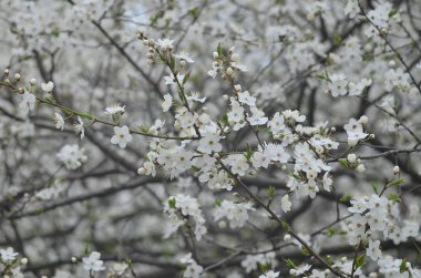 Kiraz dallar ile beyaz çiçekli çiçeği yakın çekim, tim bahar