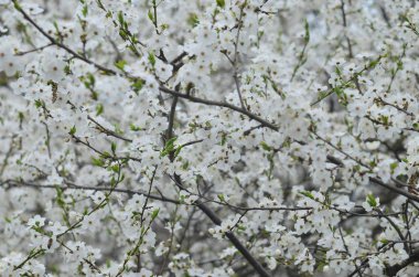 Kiraz dallar ile beyaz çiçekli çiçeği yakın çekim, tim bahar