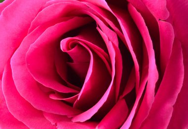 Pembe gül bud yakın çekim. Gül yaprakları