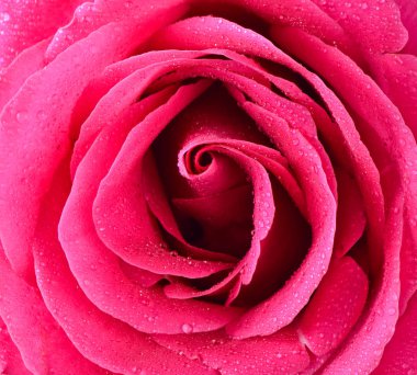 Pembe gül bud yakın çekim. Gül yaprakları