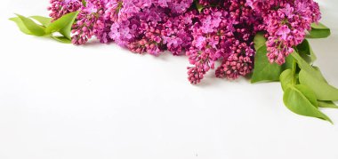 Beyaz bir arka plan üzerinde Mor Lila yalan buket. Kopya girintili