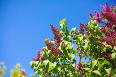Çiçek açması leylak mavi sk karşı Bush