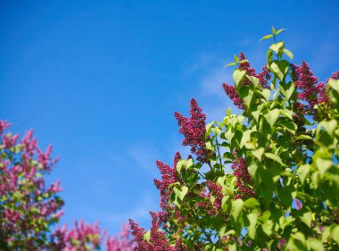 Çiçek açması leylak mavi sk karşı Bush