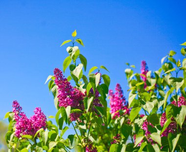 Çiçek açması leylak mavi sk karşı Bush