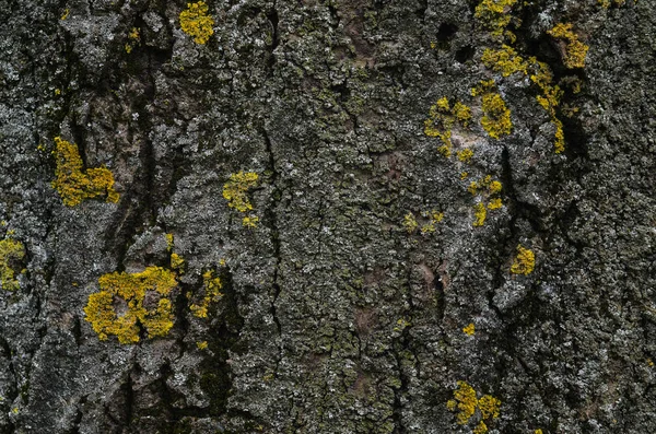 Casca Uma Árvore Com Mos Verde — Fotografia de Stock
