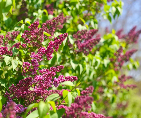 Çiçek açması leylak mavi sk karşı Bush