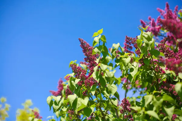 Çiçek açması leylak mavi sk karşı Bush