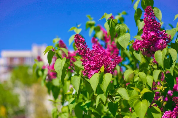 Çiçek açması leylak mavi sk karşı Bush