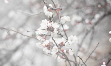 Kiraz dallar ile beyaz çiçekli çiçeği yakın çekim, tim bahar