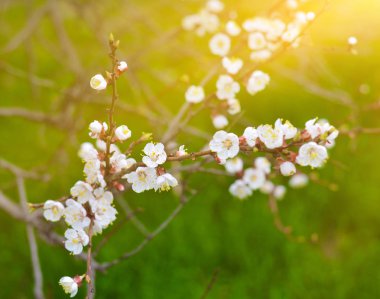 Kiraz dallar ile beyaz çiçekli çiçeği yakın çekim, tim bahar