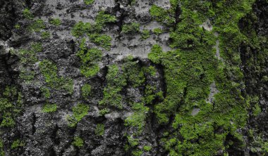 Yeşil ecek bir ağaç kabuğu